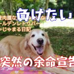 看板犬　名前はじゃじゃまる