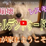 二代目看板犬 じんです。よろしくお願いします。